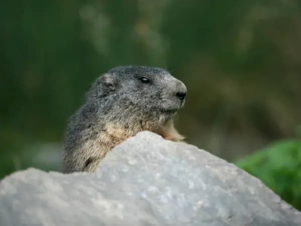 Día de la Marmota: qué es, cuándo se celebra y por qué se celebra