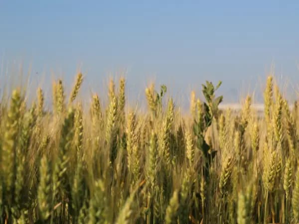 Los expertos adelantan la previsión del verano 2025: temperaturas más altas y olas de calor frecuentes