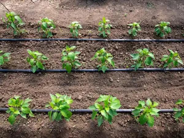 Sistemas de riego localizado: qué son, para qué se usan y cuáles son sus ventajas