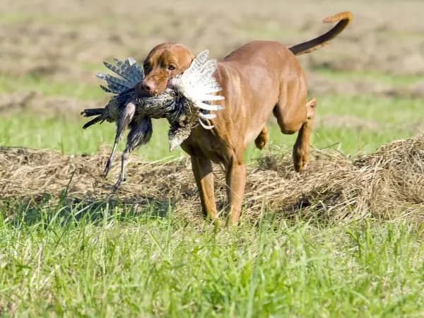 Guía completa de los tipos de caza: modalidades y características