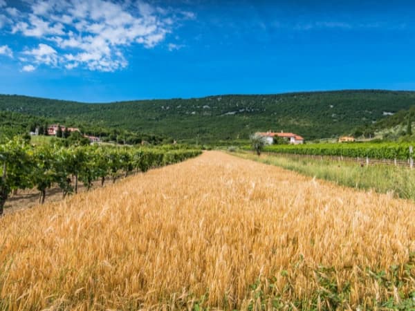 ¿Cómo funciona el seguro agrario en España en 2026? Sistema, actores y campañas clave