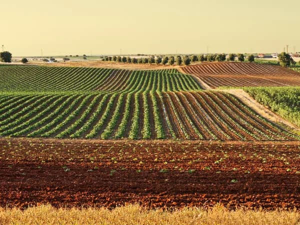 Guía Definitiva del Agribusiness en España 2025-2026: Qué es, Modelos de Negocio y Oportunidades de Inversión