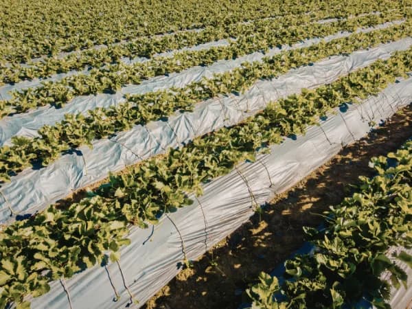 Espacios test agrarios: Guía técnica y requisitos en España 2026