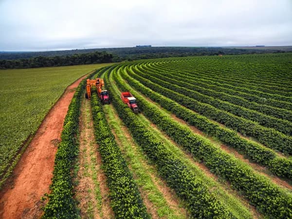 Los 8 Cultivos Más Rentables por Hectárea en España 2025-2026: Ranking Actualizado