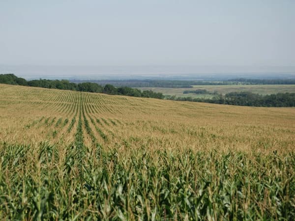 ¿Qué es un Agronegocio? Definición, Tipos, Estructura y Diferencia con la Agricultura Tradicional
