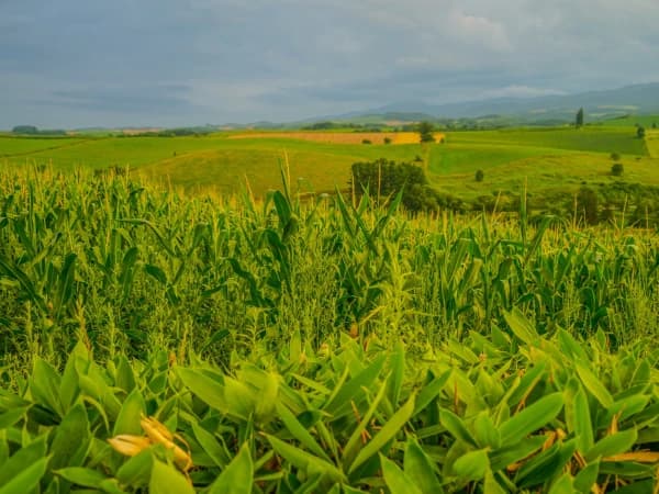 Las Mejores Ferias Agrarias de España: Citas imprescindibles para el sector