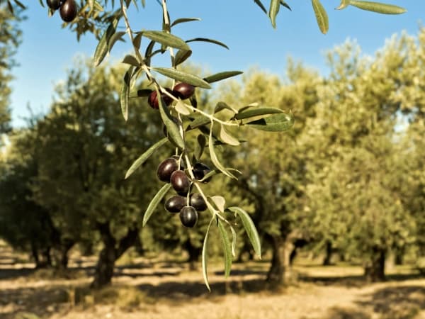 rama de olivar bajo estrés hídrico antes de extraer las aceitunas para el aceite de oliva