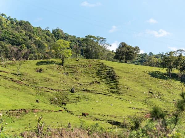 Ladera de un terreno rústico objeto de una tasación de fincas gratis