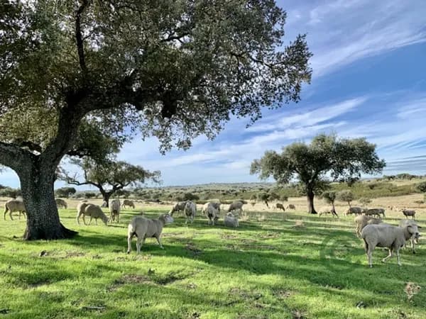 Finca ganadera de 410 ha en venta en Cáceres