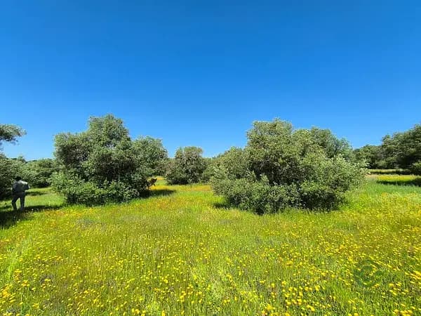 Finca rústica de 1 ha en venta en Sevilla