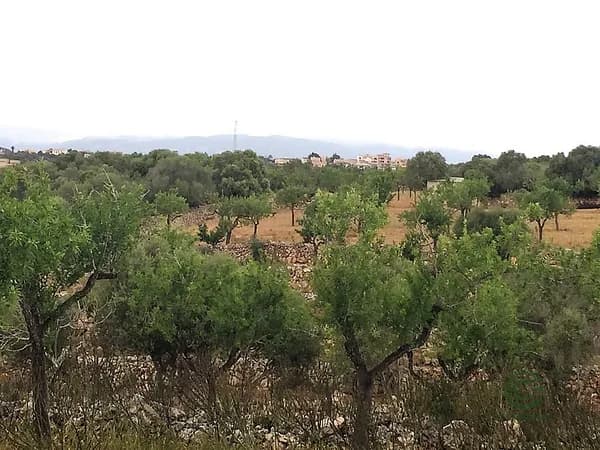 Finca rústica de 1,43 ha en venta en Marratxi, Islas baleares