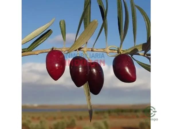 Finca agrícola de 76 ha en venta en Cáceres