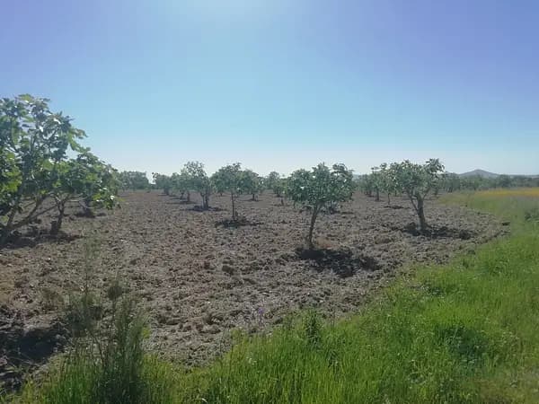 Finca rústica de 0,6 ha en venta en Cáceres