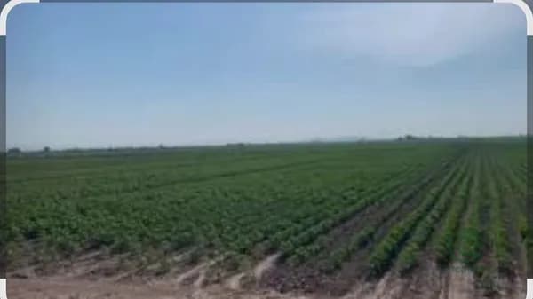 Finca agrícola de 0,51 ha en venta en Lorca, Murcia