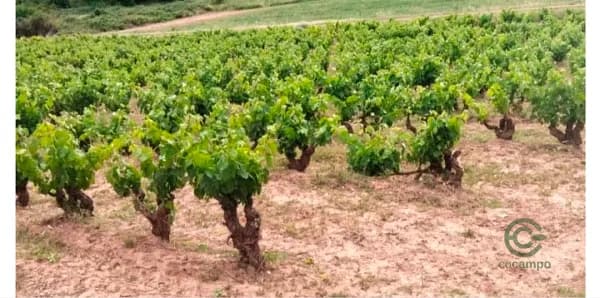 Finca agrícola de 0,3 ha en venta en La rioja