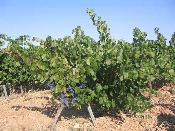 Finca agrícola de 8 ha en alquiler en Huesca