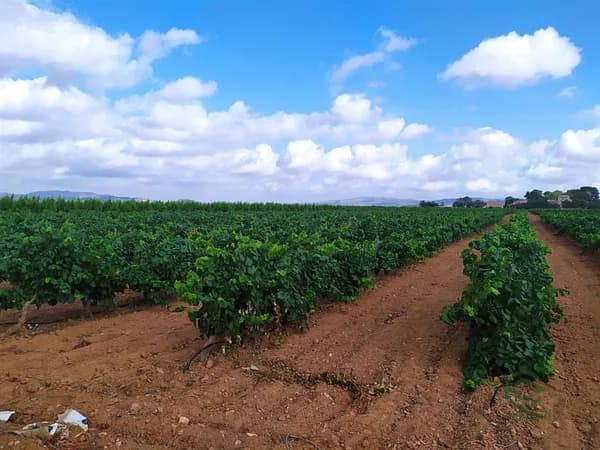 Finca rústica de 1,15 ha en venta en Yecla, Murcia