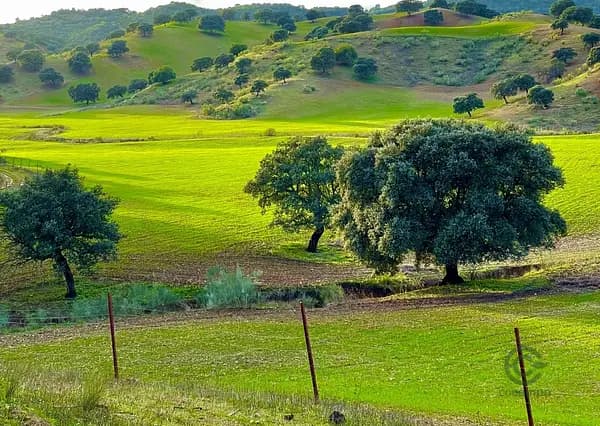 Finca rústica de 400 ha en venta en Sevilla