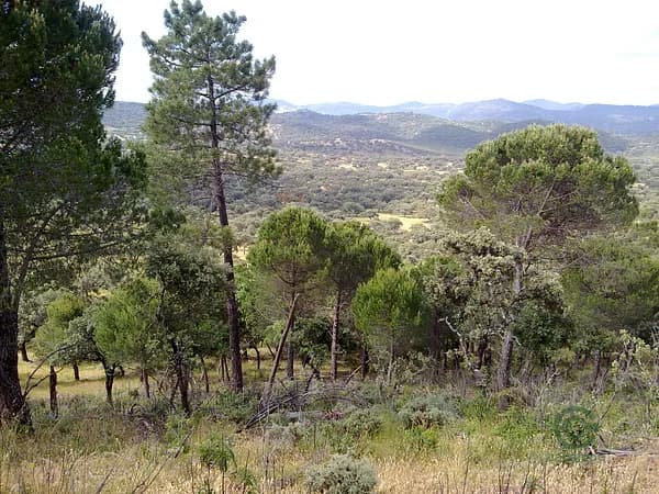 Finca ganadera de 600 ha en venta en Huelva