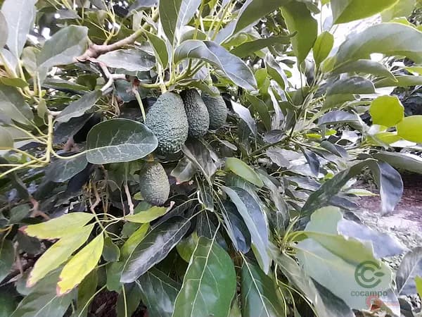 Finca agrícola de 1 ha en venta en Vélez de benaudalla, Granada