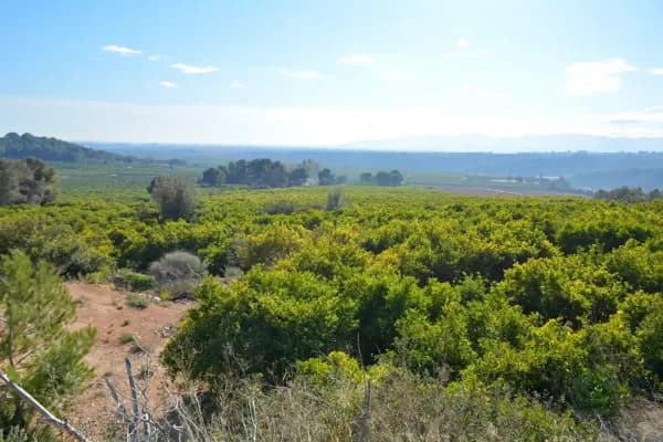 Finca rústica de 38 ha en venta en Castellón