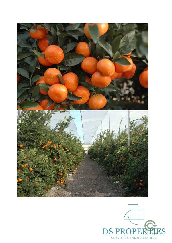 Finca agrícola de 18 ha en venta en Alicante