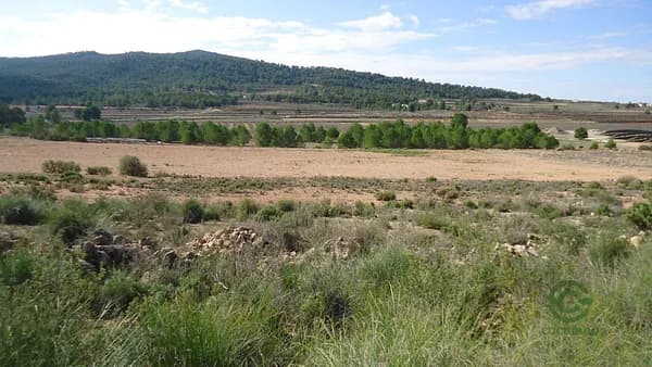 Spot image