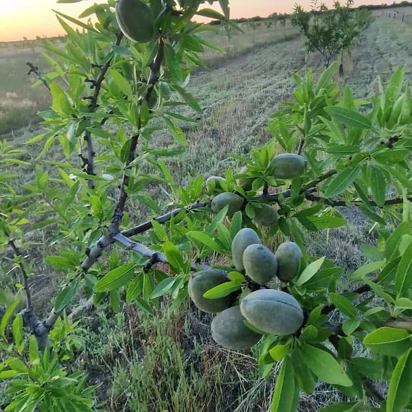 Finca agrícola de 19 ha en venta en Buenos aires