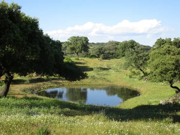 Finca rústica de 110 ha en venta en Cáceres