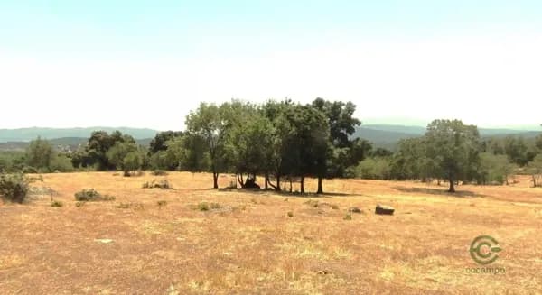 Finca rústica de 38 ha en venta en Ávila