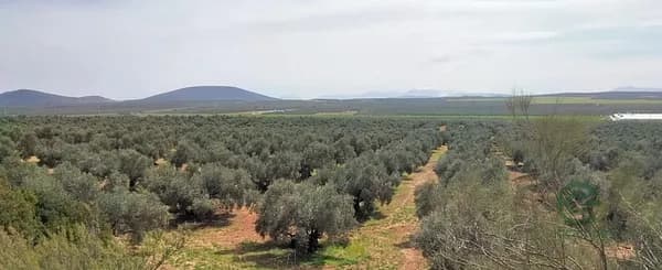 Finca agrícola de 90 ha en venta en Sevilla