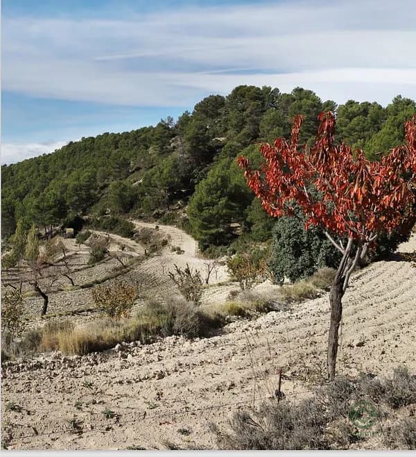 Finca rústica de 40 ha en venta en Alicante
