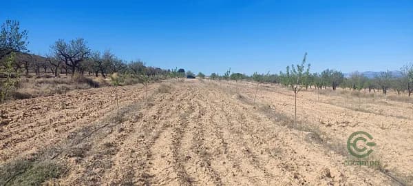 Agricultural property of 0,53 ha for sale in Murcia