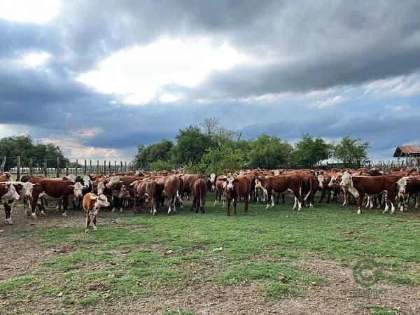 Finca rústica de 13500 ha en venta en Entre ríos province