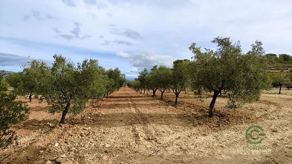 Rustic property of 5,1 ha for sale in Alicante