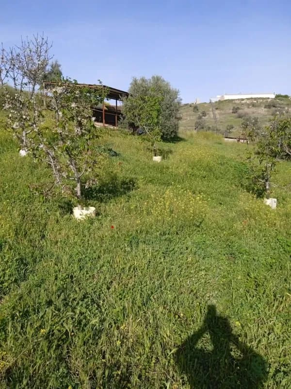 Spot image