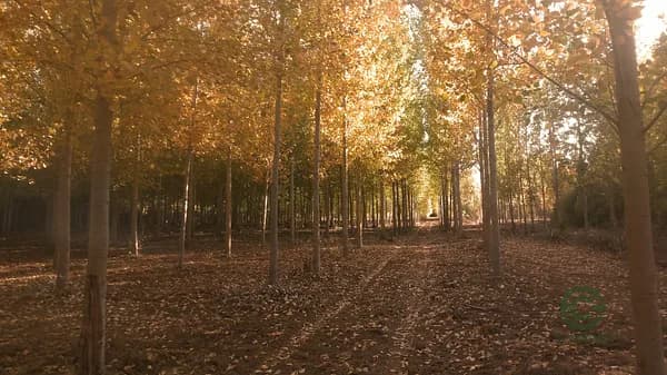 Finca forestal de 6 ha en venta en León