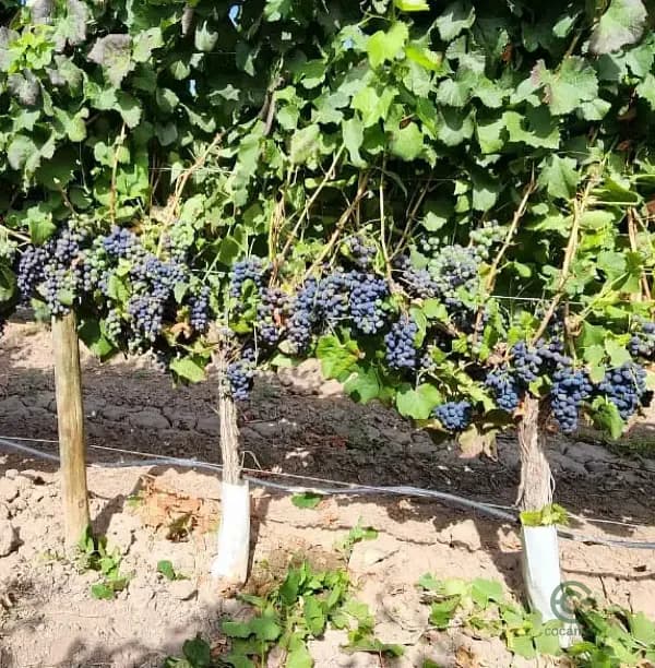 Finca rústica de 42 ha en venta en Mendoza