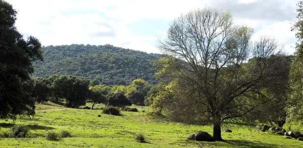 Finca rústica de 900 ha en venta en Ávila