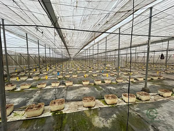 Finca agrícola de 1,0277 ha en venta en Motril, Granada