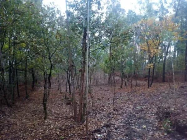 Finca forestal de 0,21 ha en venta en Pontevedra, Pontevedra