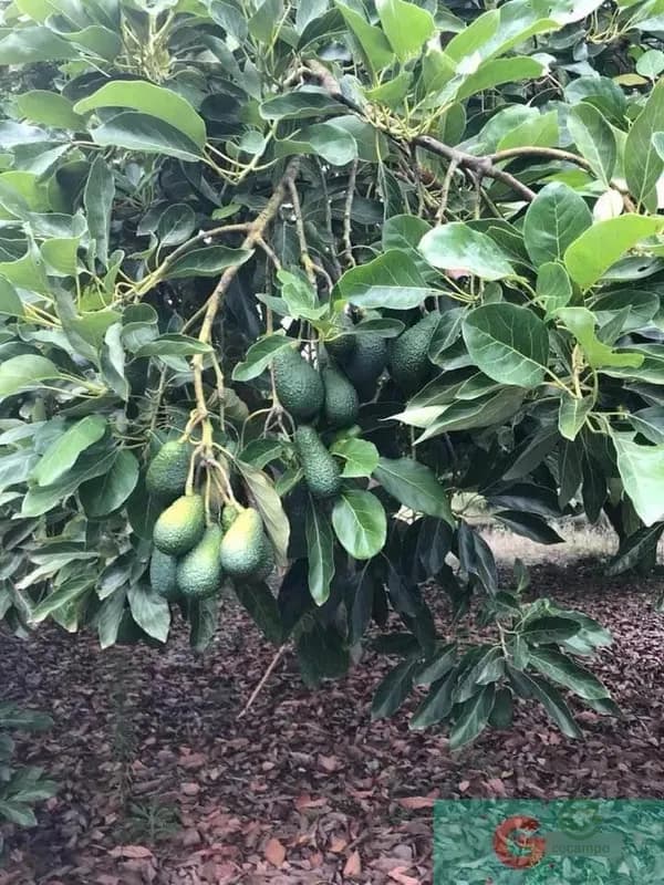 Spot image