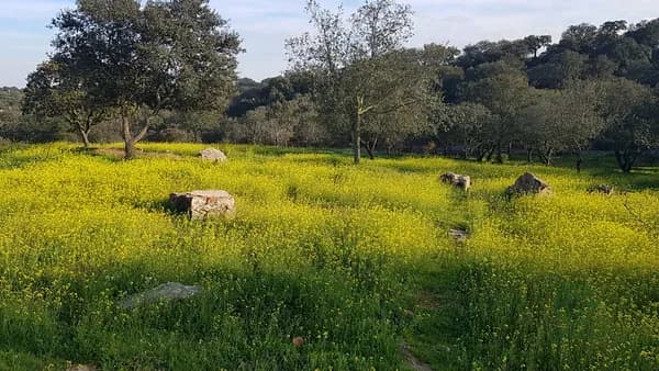 Terreno urbano de 0,73 ha en venta en Badajoz, Badajoz