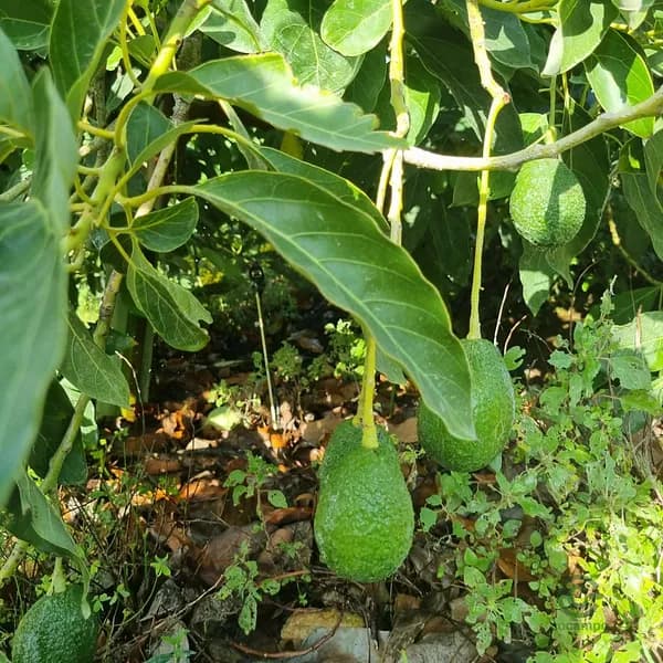 Finca agrícola de 1,7 ha en venta en Málaga