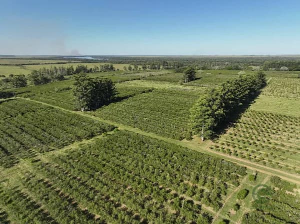Finca rústica de 115 ha en venta en Corrientes