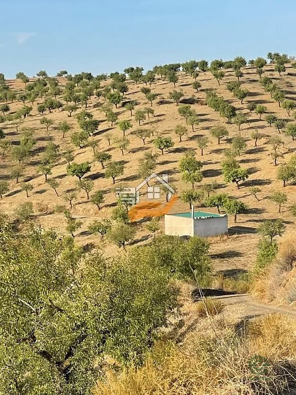 Spot image