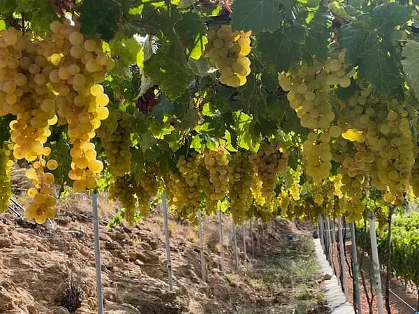 Finca agrícola de 9,3 ha en venta en Tenerife