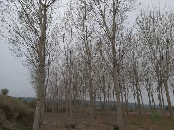 Finca rústica de 0,33 ha en venta en Puigverd de lleida, Lleida