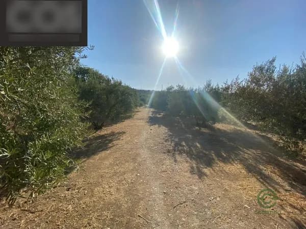 Finca agrícola de 1,21 ha en venta en Jaén, Jaen