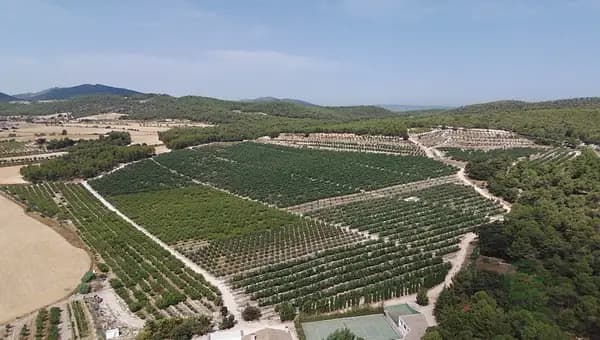 Finca rústica de 289 ha en venta en Alicante